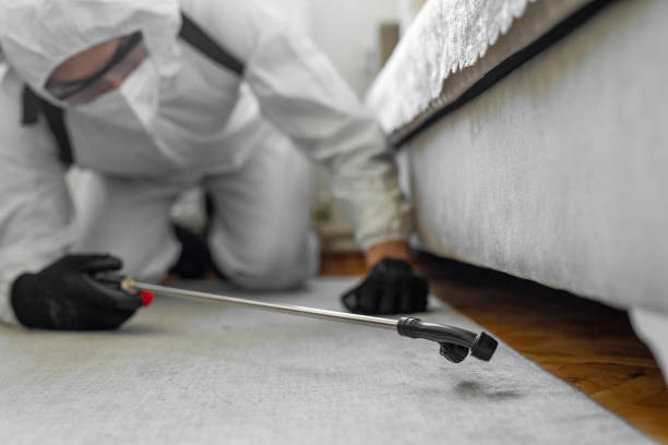 Professional Bed Bug Control technician working in Commerce, TX